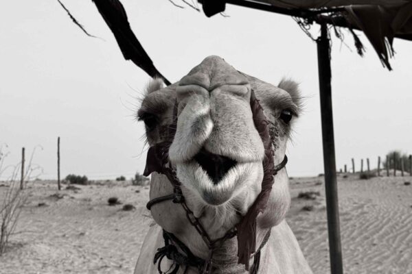 1 day package-Dubai city tour + Desert safari
