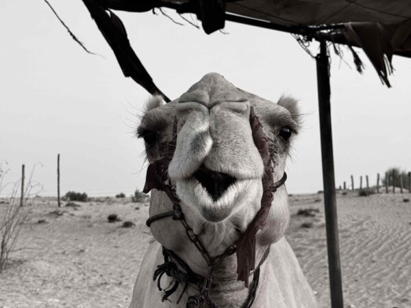 1 day package-Dubai city tour + Desert safari
