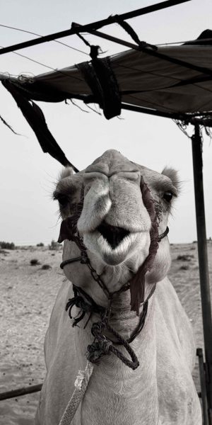 camel-ride